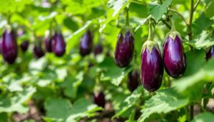 Aubergines kweken: tips voor een succesvolle zomeroogst