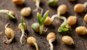 Groentezaden: deze kiemtest van 10 seconden voorkomt weken teleurstelling bij de zaai